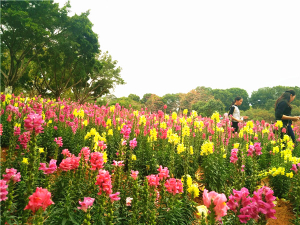 喜迎反法西斯70周年 齊聚美麗東莞農家樂松湖生態(tài)園